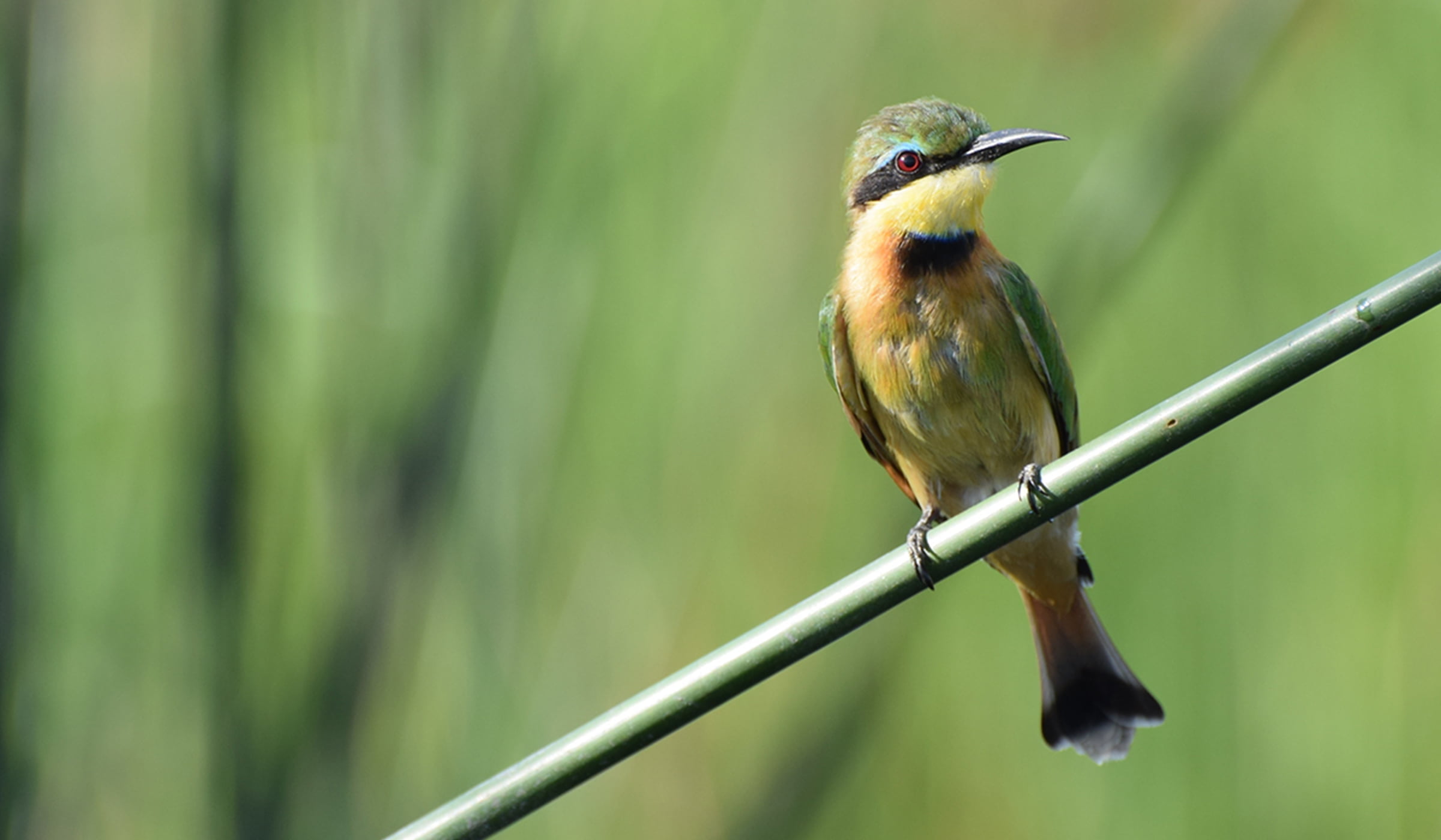 24-hour bird watching